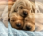 Small Photo #9 Golden Retriever Puppy For Sale in SAINT LOUIS, MO, USA