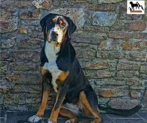 Mother of the Greater Swiss Mountain Dog puppies born on 03/07/2023