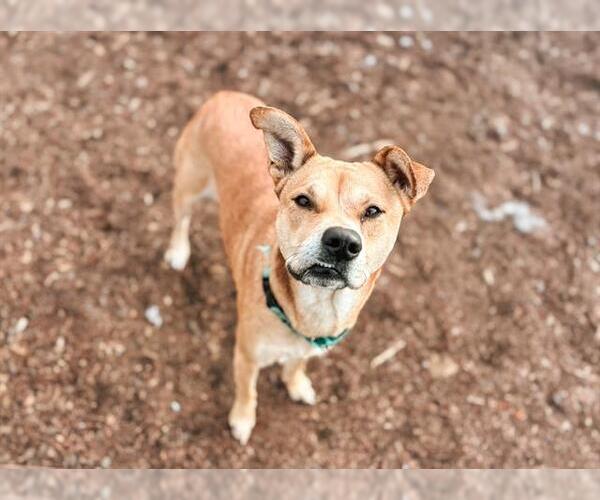 Medium Photo #1 Mutt Puppy For Sale in McKinleyville, CA, USA