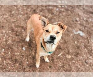 Mutt Dogs for adoption in McKinleyville, CA, USA