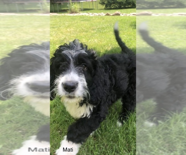 Medium Photo #34 Bernedoodle Puppy For Sale in MIAMISBURG, OH, USA