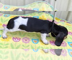 Small #3 Dachshund
