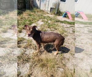 Edward - Male Mutt Dog for Adoption - Photo #4