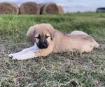 Small Photo #19 Anatolian Shepherd Puppy For Sale in ROBSTOWN, TX, USA