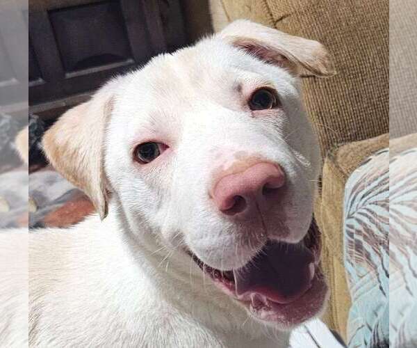 Medium Photo #7 Labrador Retriever-Unknown Mix Puppy For Sale in Royal Palm Beach, FL, USA