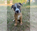 Small #1 Boxer-Staffordshire Bull Terrier Mix