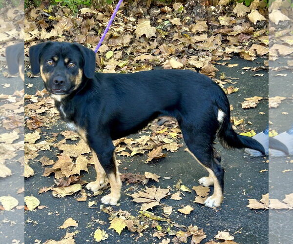 Medium Photo #2 Labbe Puppy For Sale in Batavia, OH, USA