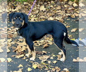 Gabe 2026 - Male Labbe Dog for Adoption - Photo #2