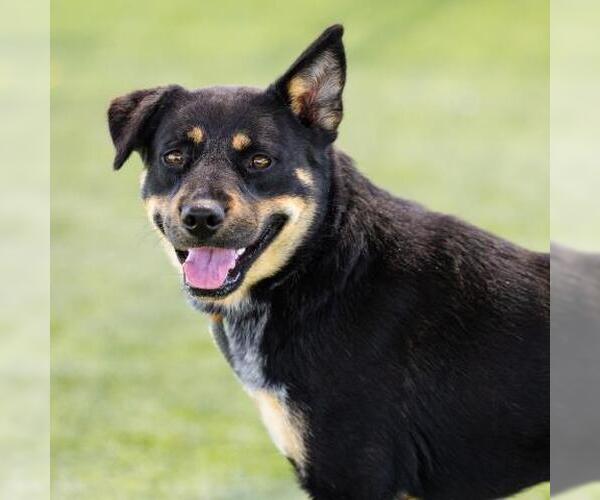 Medium Photo #3 Mutt Puppy For Sale in Camarillo, CA, USA