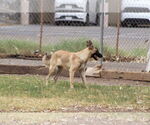 Small #1 German Shepherd Dog