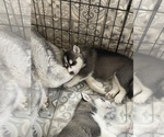 Small Photo #1 Siberian Husky Puppy For Sale in KISSIMMEE, FL, USA