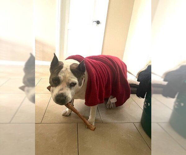 Medium Photo #4 American Pit Bull Terrier Puppy For Sale in  Ramona, CA, USA