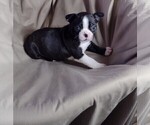 Small Photo #9 Boston Terrier Puppy For Sale in LOUISVILLE, KY, USA