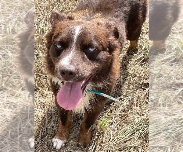 Medium Photo #4 Australian Shepherd Puppy For Sale in BELMONT, VT, USA