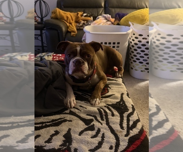 Medium Photo #1 Boston Terrier Puppy For Sale in WAHNETA, FL, USA