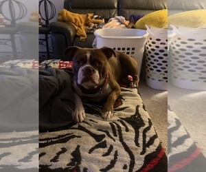 Father of the Boston Terrier puppies born on 06/29/2026