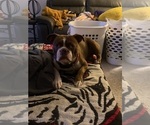 Small Photo #1 Boston Terrier Puppy For Sale in WAHNETA, FL, USA