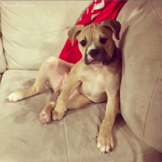 Olde English Bulldogge Puppy for sale in ESSEX, MD, USA