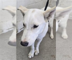 Mutt Dogs for adoption in San Bernardino, CA, USA