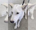 HOLDER - Male Mutt Dog for Adoption - Small photo