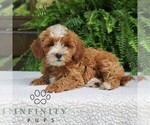 Small #3 Cavapoo (Miniature)