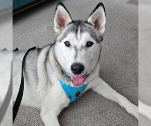 Siberian Husky Dogs for adoption in Omaha, NE, USA
