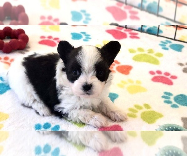 Medium Photo #1 Papitese Puppy For Sale in ORO VALLEY, AZ, USA