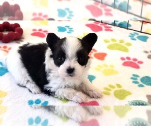 Papitese Puppy for sale in ORO VALLEY, AZ, USA