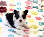 Image preview for Ad Listing. Nickname: Baxter