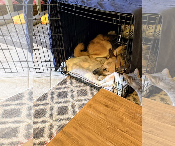 Medium Photo #4 German Shepherd Dog-Unknown Mix Puppy For Sale in Rockaway, NJ, USA