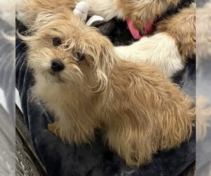 Mutt Dogs for adoption in Andover, MN, USA