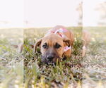 Small #13 American Staffordshire Terrier-Boxer Mix