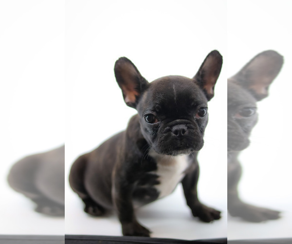 Medium Photo #2 French Bulldog Puppy For Sale in DANIA, FL, USA