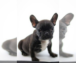 Small Photo #2 French Bulldog Puppy For Sale in DANIA, FL, USA
