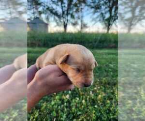 Labrador Retriever Puppy for sale in SABETHA, KS, USA