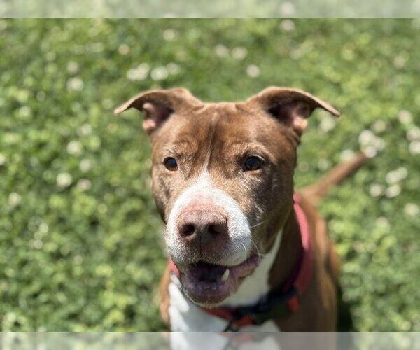 Medium Photo #4 Mutt Puppy For Sale in Tulsa, OK, USA