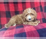 Small #5 Cavapoo