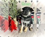 Puppy 4 German Shepherd Dog-Siberian Husky Mix