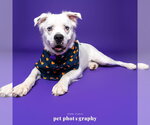 Small Photo #10 Great Pyrenees-Unknown Mix Puppy For Sale in Fargo, ND, USA