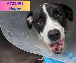 American Staffordshire Terrier-Unknown Mix Dogs for adoption in San Antonio, TX, USA
