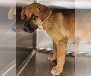 Huskies -Labrador Retriever Mix Dogs for adoption in Houston, TX, USA