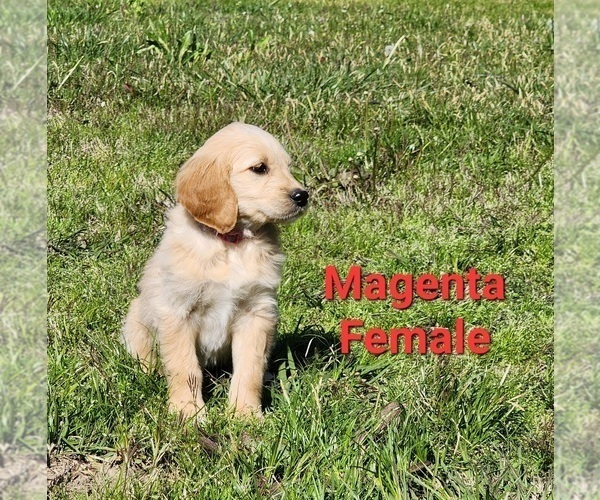Medium Photo #37 Goldendoodle Puppy For Sale in CLARKSVILLE, TX, USA