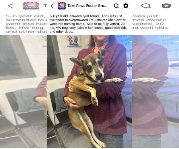 Medium Photo #1 Rat-Cha Puppy For Sale in New Orleans, LA, USA