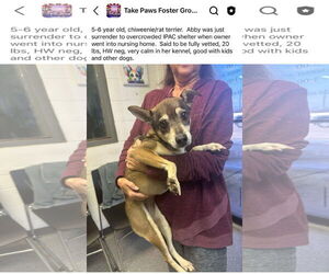 Rat-Cha Dogs for adoption in New Orleans, LA, USA