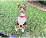 Small American Pit Bull Terrier Mix