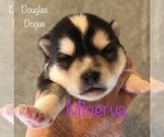Image preview for Ad Listing. Nickname: Minerva