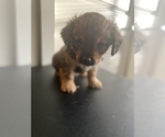 Small Photo #2 Shorkie Tzu Puppy For Sale in BUFFALO, NY, USA