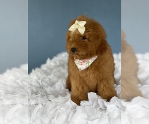 Goldendoodle (Miniature) Puppy for sale in KISSIMMEE, FL, USA
