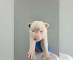 Small Photo #2 Australian Shepherd-Unknown Mix Puppy For Sale in New York, NY, USA