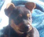 Small Photo #5 Chihuahua Puppy For Sale in NANAKULI, HI, USA